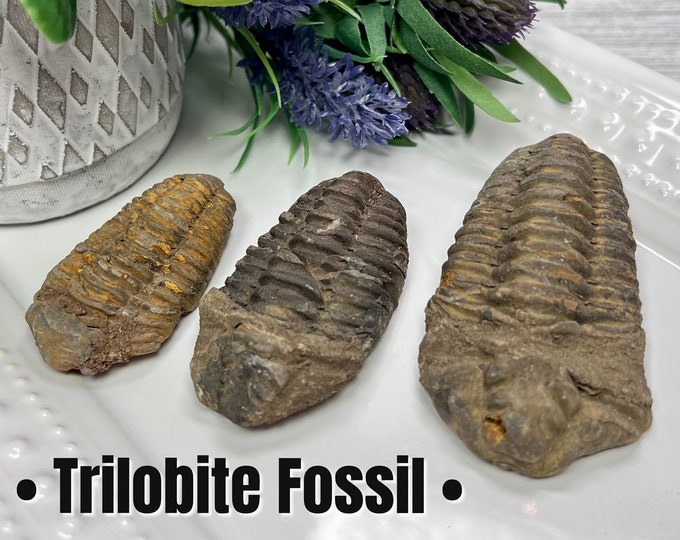 Trilobite Fossil, Natural Trilobite Fossil Specimen