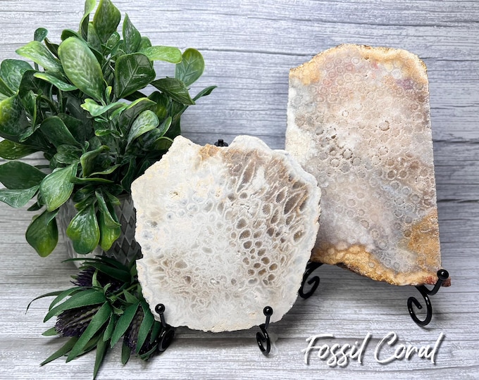 Fossil Coral Slab, Coral Fossil Slab, Agatized Coral, Agatized Coral Slab - FREE SLAB STAND!