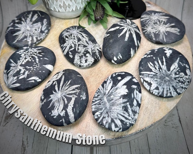 Chrysanthemum Stone, Chrysanthemum Stone Palm, Flower Stone, Natural Mineral