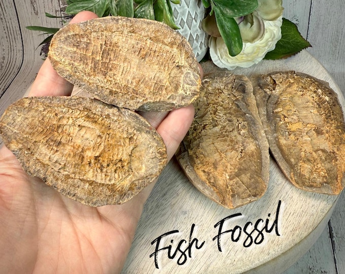 Fish Fossil, Sliced Fish Fossil, Fish Fossil in Rock Matrix