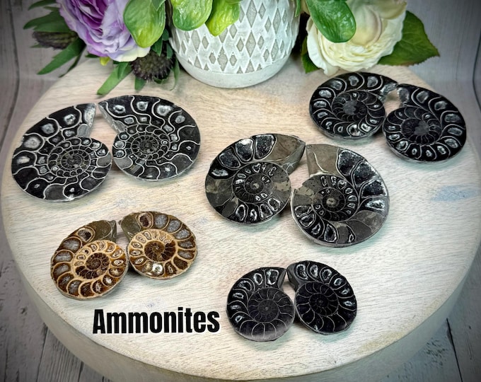 Black Ammonite Fossil, Split Ammonite Fossil Specimen, Pair of Ammonite Slices (SET#5)