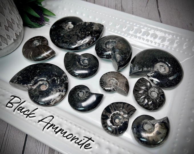 Black Ammonite Fossil, Jet Ammonite Fossil Specimen, Ammonite Fossil