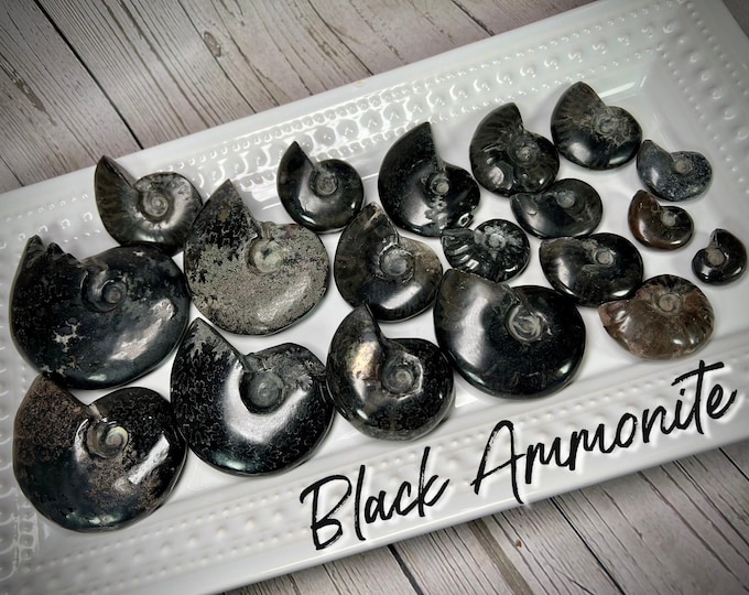 Black Ammonite Fossil, Jet Ammonite Fossil Specimen, Ammonite Fossil (SET#2)