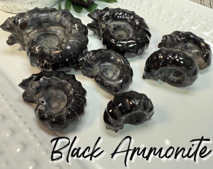 Black Ammonite Fossil, Jet Ammonite Fossil Specimen, Ammonite Fossil (SET#4)