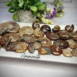 May include: A collection of polished brown and tan ammonite fossils with intricate spiral patterns arranged on a white rectangular tray. The word Ammonite is written in black cursive script on the tray surface near the center bottom.
