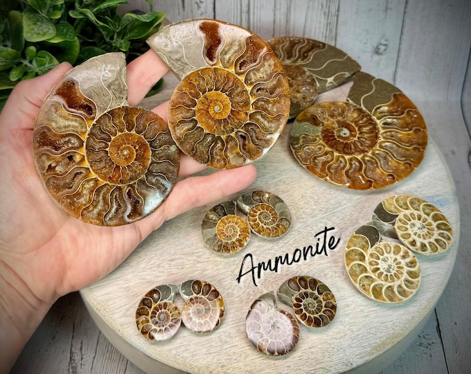 Split Iridescent Ammonite Fossil, Opalized Ammonite Fossil Specimen, Silver Rainbow Sheen Ammonite, Ammonite Slices, Fossil (SET#6)