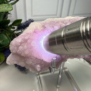 May include: A light pink mineral specimen is illuminated by a silver flashlight, revealing a glowing purple interior. The mineral sits on a clear stand, with green and purple foliage in the background. The mineral has a textured, crystalline appearance.