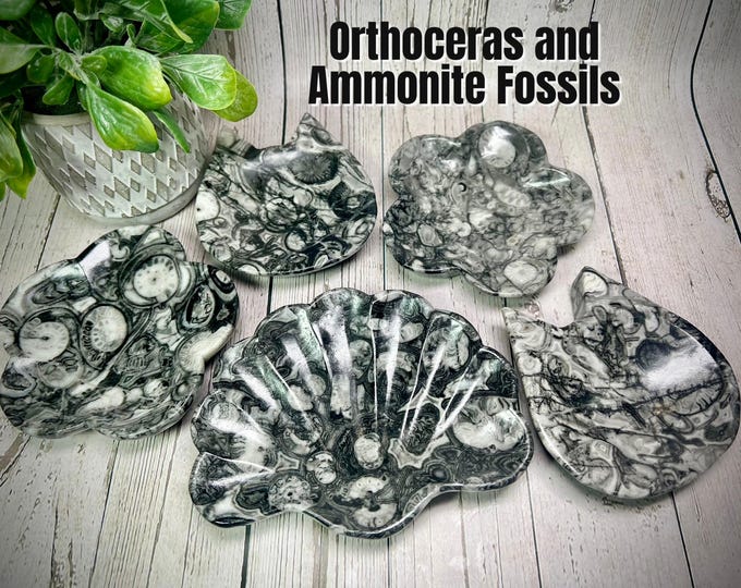 Ammonite and Orthoceras Fossils Bowl, Ammonite Fossil Bowl, Orthoceras Fossil Bowl, Unique Crystal Bowls