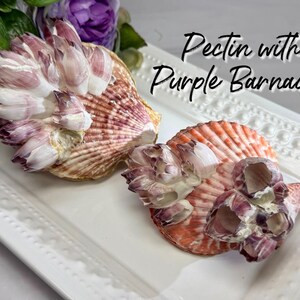 May include: Two pectin shells adorned with clusters of purple barnacles. The shells feature ribbed textures in shades of orange and white. The text Pectin with Purple Barnacles is displayed in black script font above the shells.