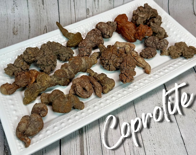 Natural Raw Coprolite, Fossilized Dinosaur Poop Specimen, Fossilized Dinosaur Dung (Set4)