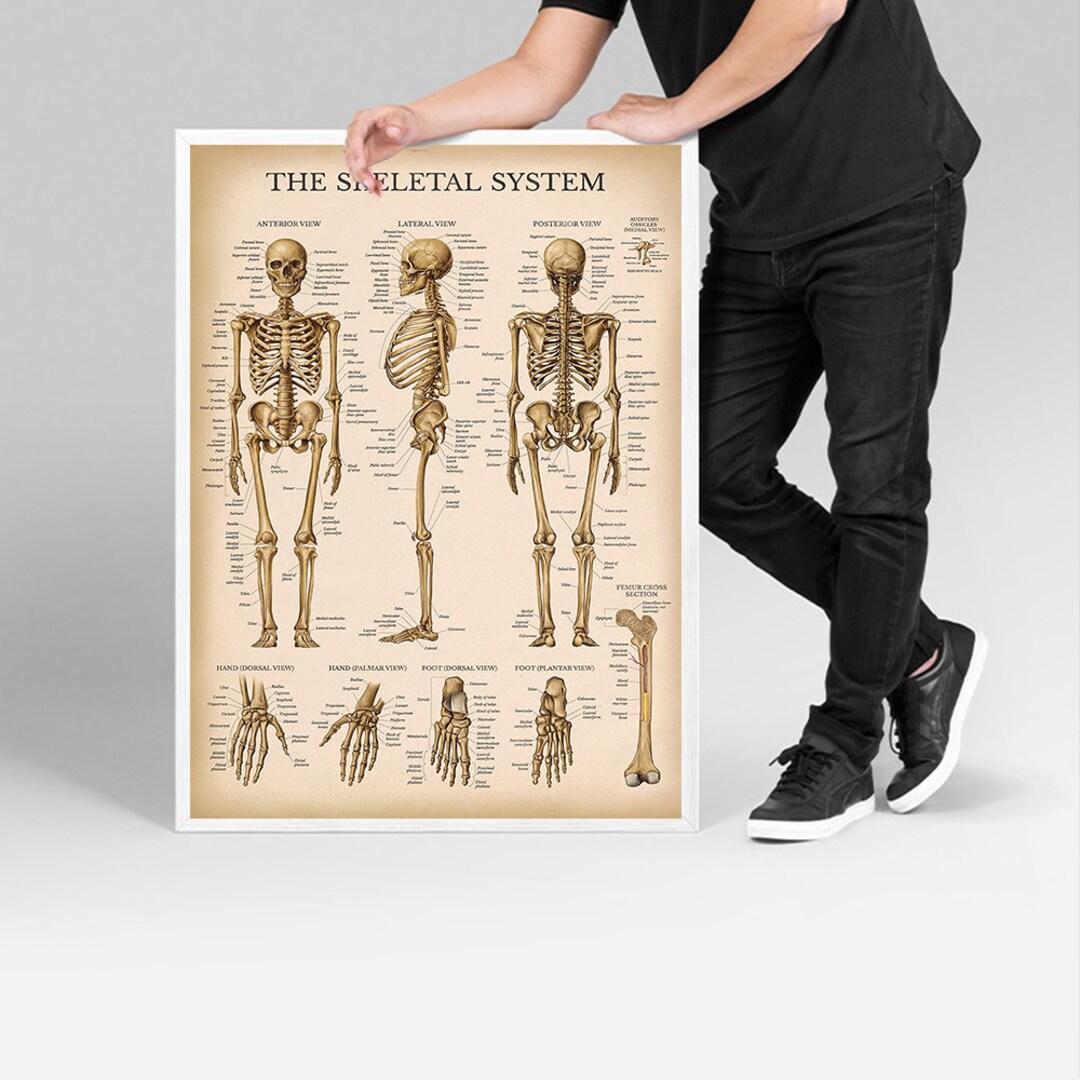 Palace Learning Vintage Skeletal System Anatomical Chart - Etsy Canada