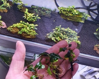 Support for bucephalandra or other plants or mosses lot of 10 pcs