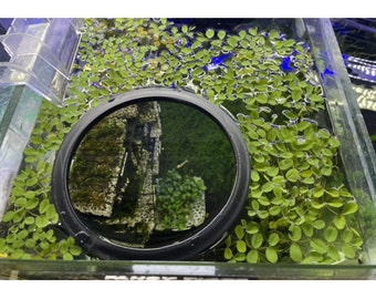 Rings allowing you to feed shrimp and fish while having floating plants