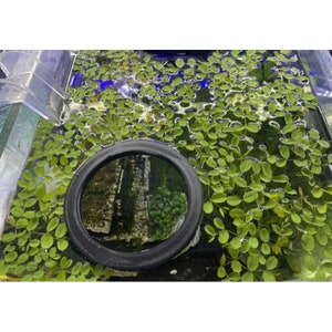 May include: A black round filter sits in a clear glass tank filled with green aquatic plants. The filter is partially submerged in the water.