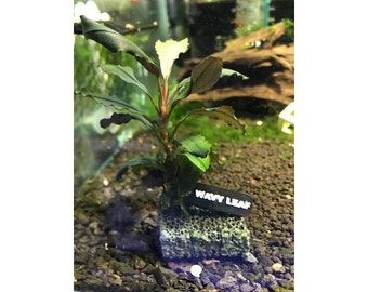 bucephalandra moss aquarium plant identification plate