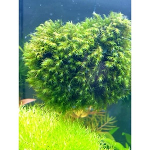 Può includere: Primo piano di una pianta acquatica verde brillante, probabilmente muschio, che forma una forma sferica densa. La pianta è immersa nell'acqua, con una pianta verde brillante ed erbacea in primo piano. L'immagine è ben illuminata, evidenziando la consistenza e il colore delle piante.