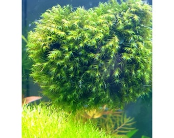 Support for moss on glass for shrimp aquarium