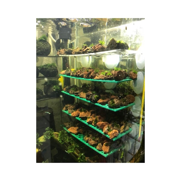 support plante sur ventouse plante mousse bucephalandra aquarium