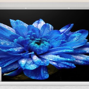 May include: A detailed image of a blue flower with water droplets, set against a black backdrop. The petals are a vivid blue, with a darker centre. The image highlights the flower's delicate structure and texture.