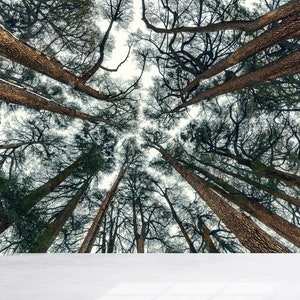 Stilvolle 3D Tapete, Tapetengroßbestand, Abziehbilder für Wände, Geschenk für sie, Baum-Landschafts-Tapete, Wald-Papierkunst, Landschafts-Tapete