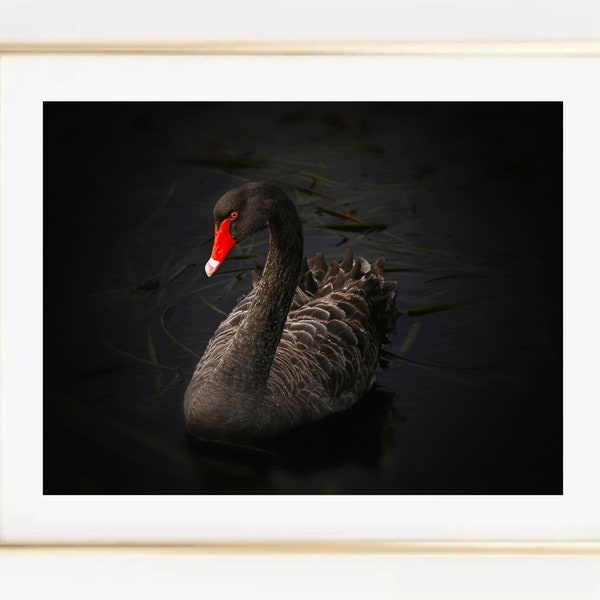 Black Swan Photo Print-Swan in Water Black Wall Art-Modern Wall Decor with Black Bird-Moody Animal Photo Print-Living Room Bedroom Wall Art