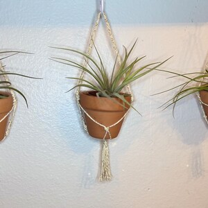 Puede incluir: Tres plantas de aire en macetas de terracota cuelgan de maceteros de macram&eacute;. Los maceteros son blancos y tienen un borla en la parte inferior. Las plantas son verdes y tienen hojas largas y delgadas.