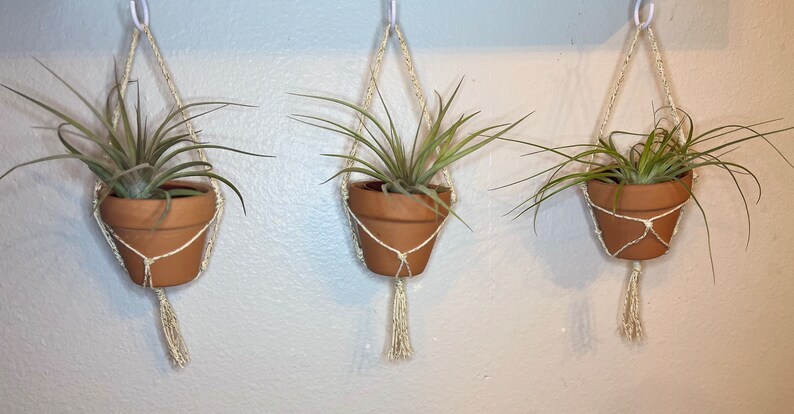 Puede incluir: Tres plantas de aire en macetas de terracota cuelgan de maceteros de macram&eacute;. Los maceteros son blancos y tienen un borla en la parte inferior. Las plantas son verdes y tienen hojas largas y delgadas.