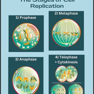 EDUCATIONAL - Stadien der Mitose Poster