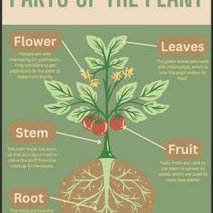 EDUCATIONAL- Parts of the Plant Poster