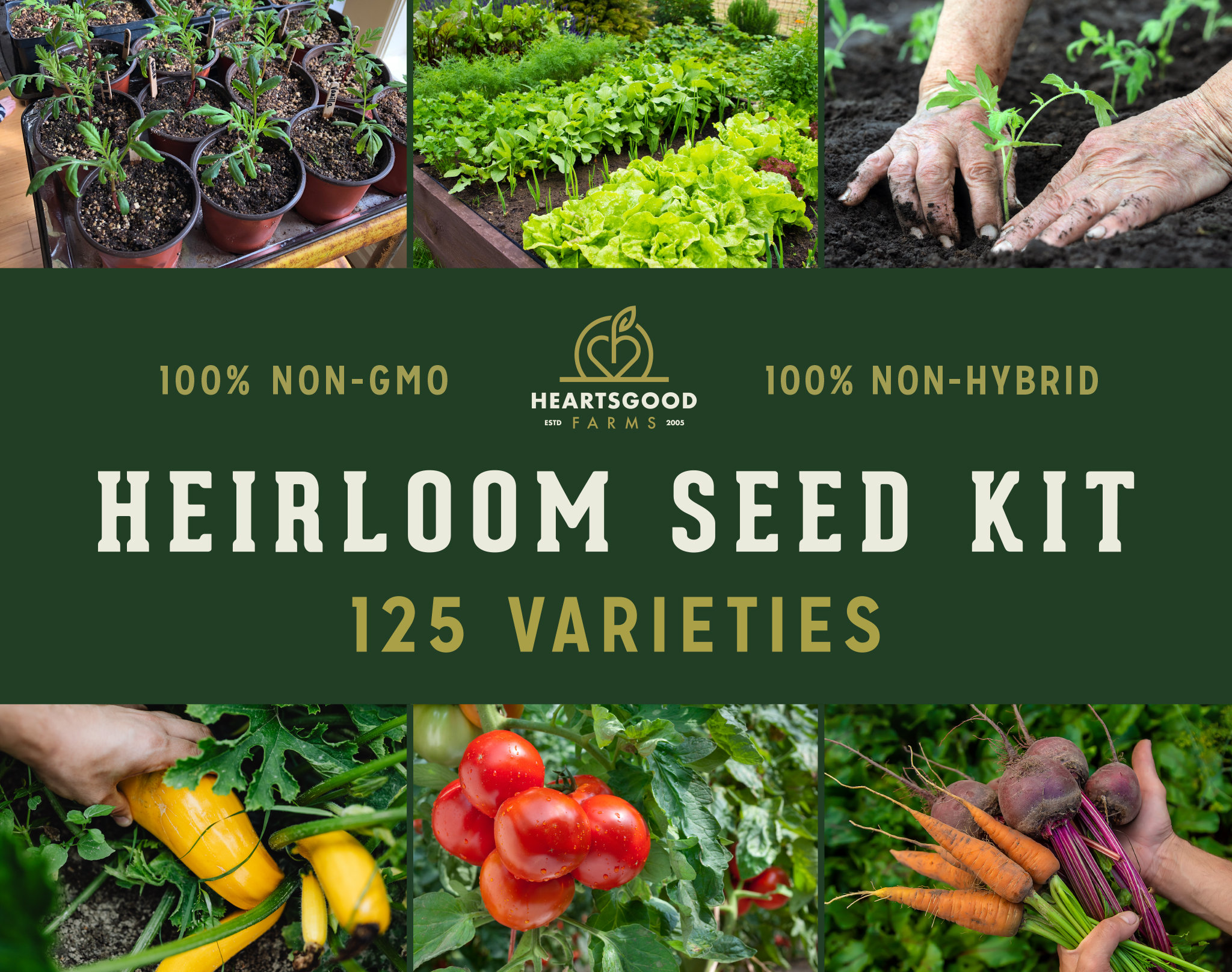 125 Variety Heirloom Seed Kit With Storage Box Etsy