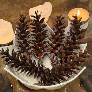 Extra Large Eastern White Pine Cones: Rustic Holiday Decor, Crafts (Bulk 10)