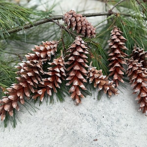 50+ Eastern White Pine Cones | 4-7 Inches | Natural Craft Supplies /