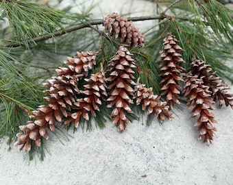 50+ Eastern White Pine Cones | 4-7 Inches | Natural Craft Supplies /