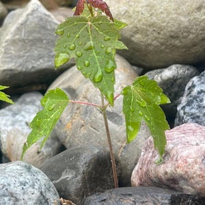 May include: A close-up of a young plant with green leaves and water droplets, emerging from a bed of gray and brown rocks. The plant's new leaves have a reddish hue, contrasting with the green foliage.