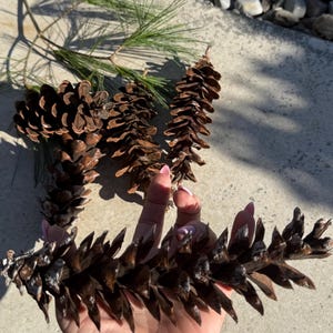 Extra Large Eastern White Pine Cones/ Natural 100% Organic Rustic Holiday Decor/Art and Crafts
