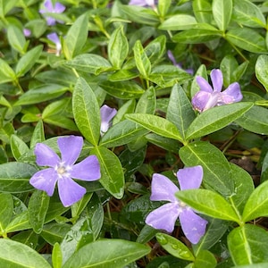 25+Vinca Minor Periwinkle Creeping Myrtle~Live Plants~evergreen Ground Cover Bare Roots
