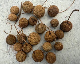 Sycamore Seed Balls | Natural Witch Balls for Crafts & Decor