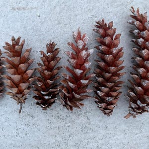 25+ Fresh Eastern White Pine Cones | 4-7 Inches | Natural Craft Supplies | pinecones