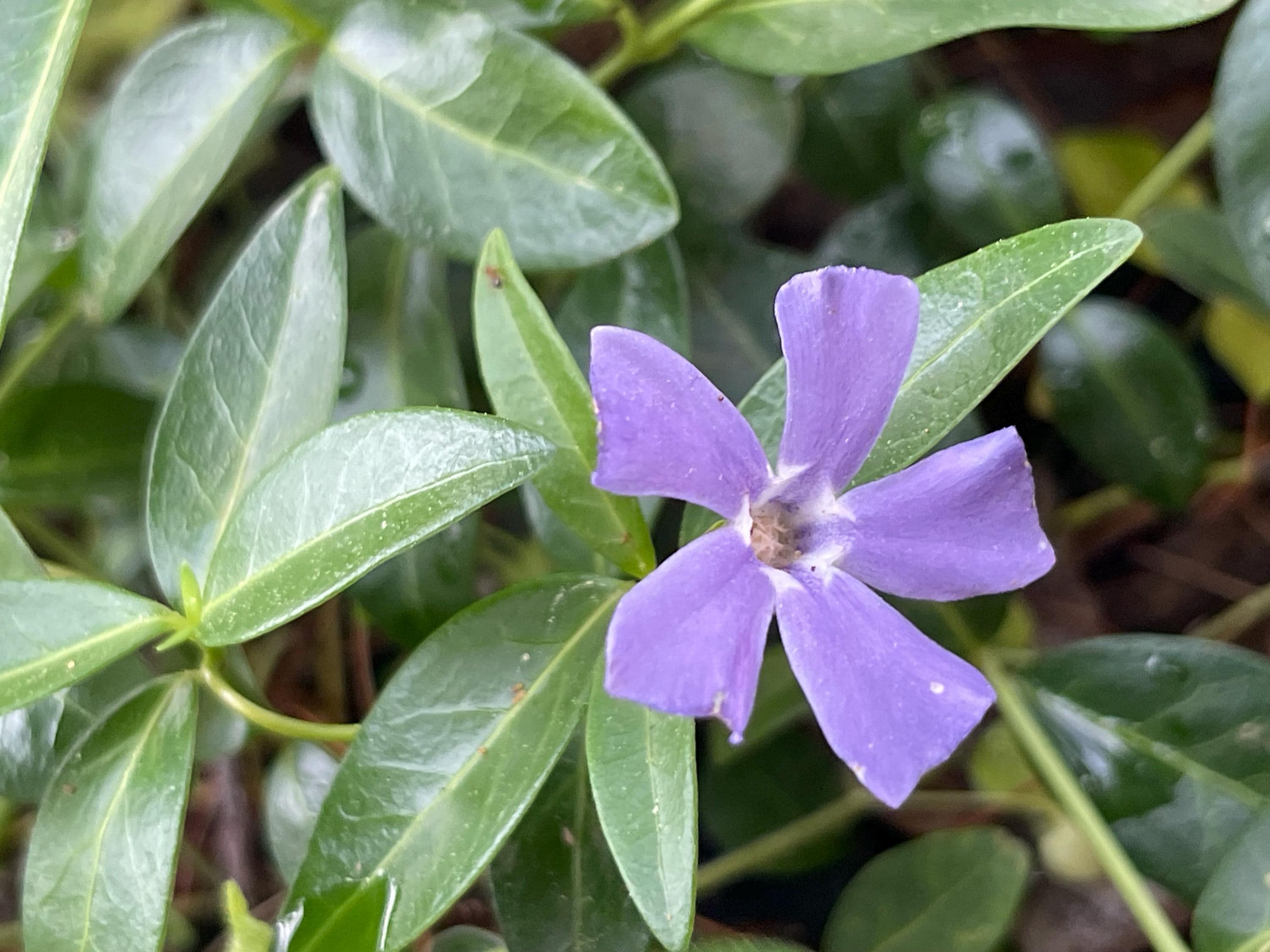 10 25 50+vinca Minor Periwinkle Creeping Myrtle~live Plants~evergreen