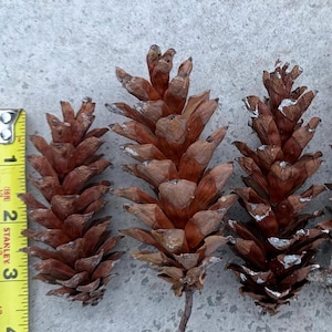 Fresh Eastern White Pine Cones | Natural Craft Supplies, 3-4 Inches