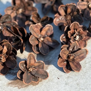 Handmade Natural Pinecone Flowers – Untreated Rustic Decor