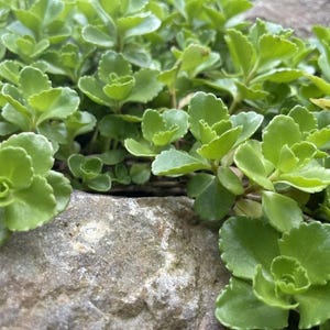 May include: Close-up of vibrant green succulent plants with rounded, scalloped leaves. The plants are growing near a weathered, gray stone surface, creating a natural, textured contrast. The image highlights the fresh, healthy foliage.