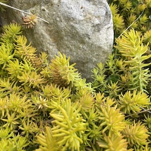 10 Sedum Angelina Stonecrop Ground Cover Plants Long Live Cuttings ground cover