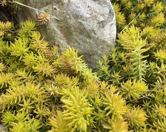 Más de 20 esquejes de Sedum Angelina (Sedum 'Angelina') / Planta tapizante dorada / Amarillo torcido