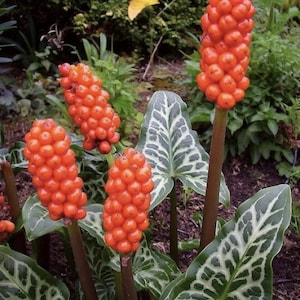 May include: Close-up of orange berries clustered on dark stems, surrounded by green leaves with white veining. The plant is in a garden setting, with other greenery in the background. The berries are the focal point.