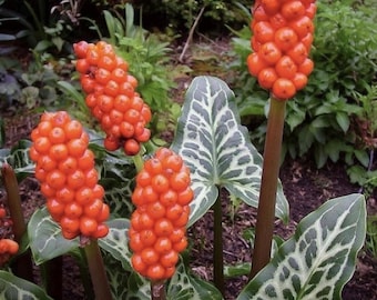 Plantas de aro italiano (Arum italicum) a raíz desnuda: 5 plántulas pequeñas o 1 planta viva grande. Perenne de sombra Lords & Ladies.