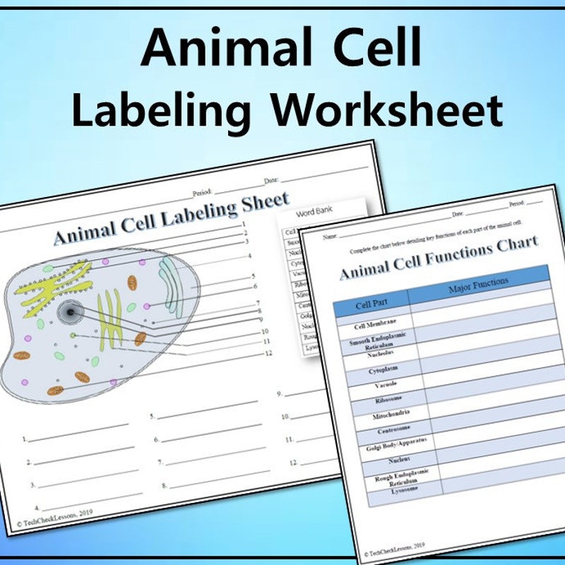 Animal Cells Labeled - Etsy UK