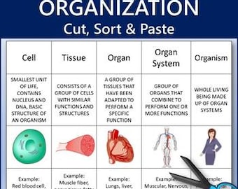 Levels of Biological Organization Cut, Sort and Paste - Science Worksheet Activity - DIGITAL DOWNLOAD