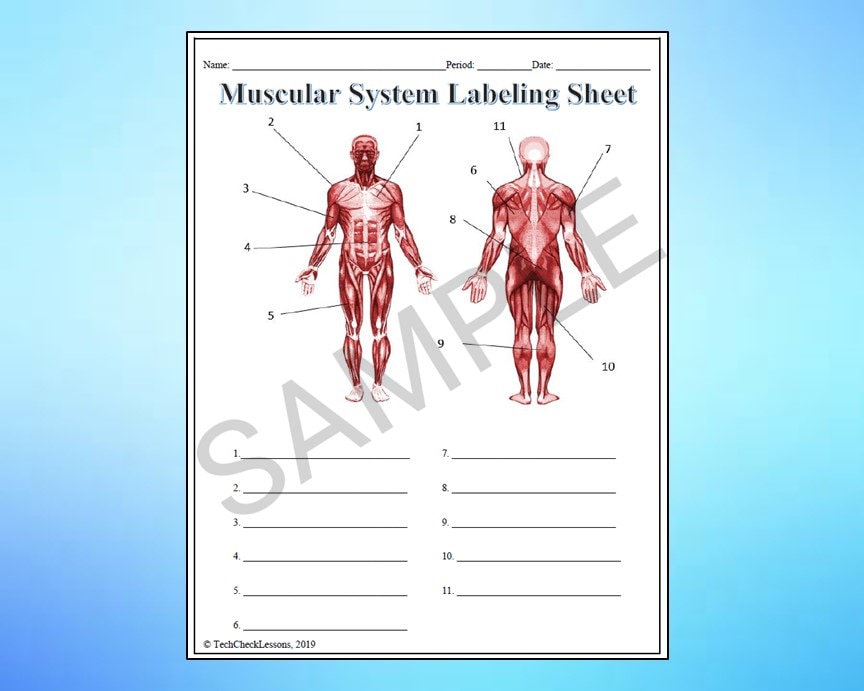 Muscular System Labeling Worksheet - Science Editable DIGITAL DOWNLOAD ...