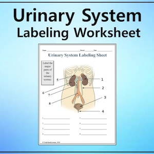 Könnte beinhalten: Eine Schwarzweißillustration des menschlichen Harnsystems mit Beschriftungen für die Nieren, Harnleiter, Blase und Harnröhre. Das Arbeitsblatt fordert die Schüler auf, die wichtigsten Teile des Harnsystems zu beschriften.